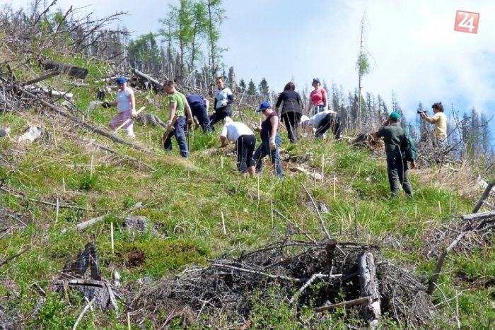 Ilustračný obrázok k článku Stromy v Tatrách pribúdajú. Viac ako polovicu nového lesa obnovila príroda sama